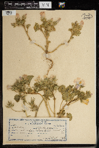 Image Associated With the Occurrence