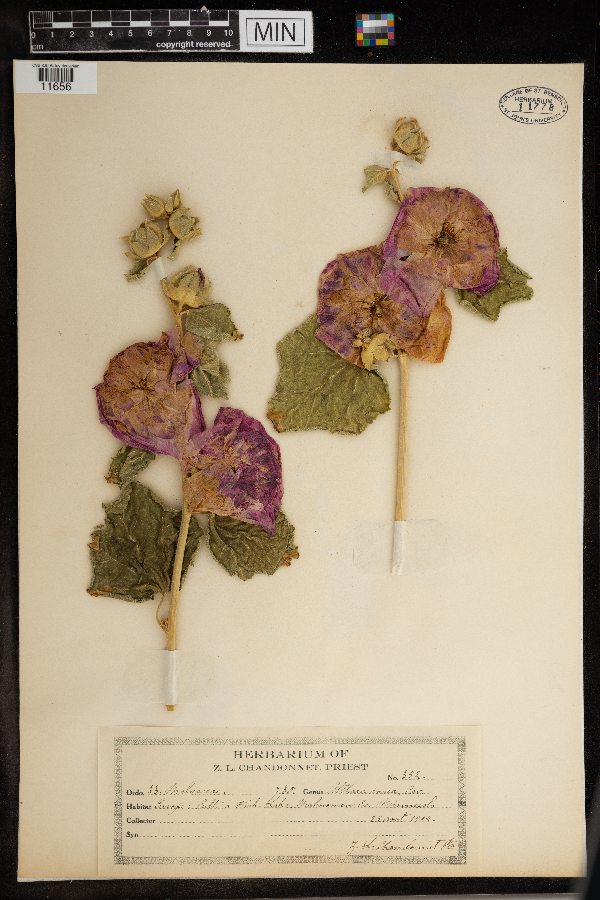 Alcea rosea image