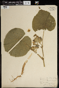 Thumbnail image of current specimen