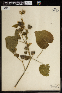 Thumbnail image of current specimen