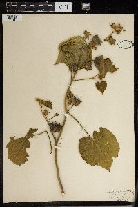 Thumbnail image of current specimen