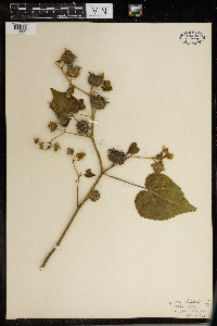 Thumbnail image of current specimen