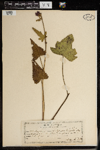 Callirhoe triangulata image