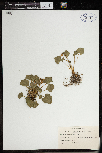 Thumbnail image of current specimen