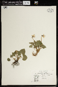 Thumbnail image of current specimen