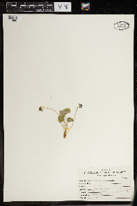 Thumbnail image of current specimen