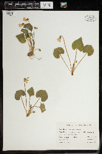 Thumbnail image of current specimen