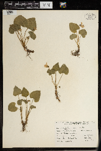 Thumbnail image of current specimen