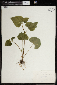 thumbnail image of current specimen