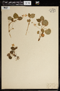 Viola labradorica image