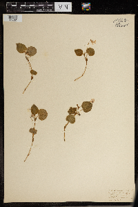 Viola labradorica image