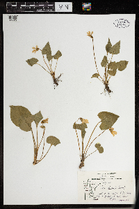 Viola latiuscula image