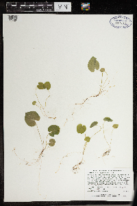 Viola minuscula image