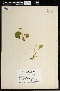 Viola minuscula image