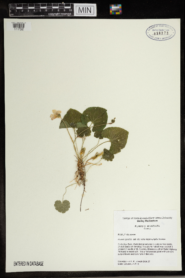 Viola nephrophylla image