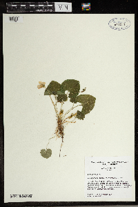 Thumbnail image of current specimen