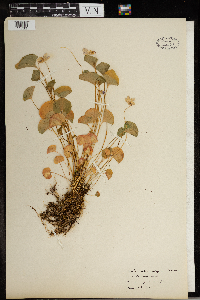 Viola nephrophylla image