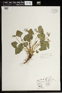Viola novae-angliae image