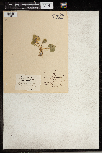 Thumbnail image of current specimen