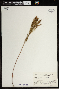 Lechea intermedia image