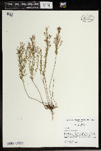 Lechea intermedia image