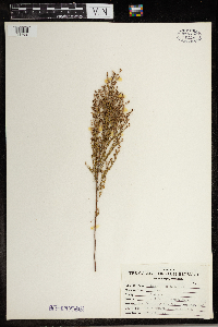Lechea stricta image