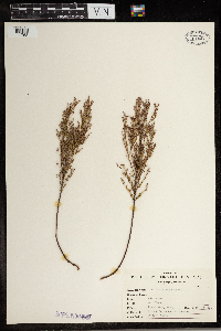 Lechea stricta image