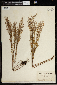 Lechea stricta image