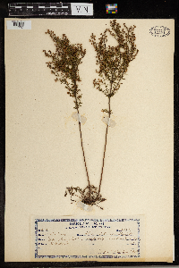 Lechea intermedia image