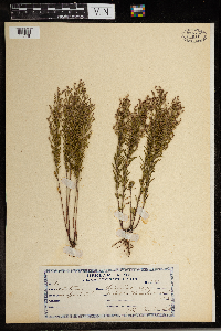 Lechea stricta image