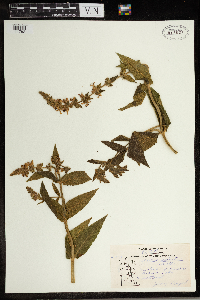 Stachys palustris image
