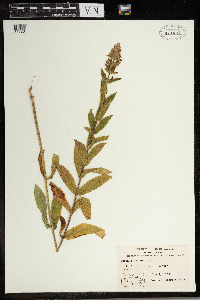 Stachys palustris image
