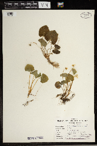 Thumbnail image of current specimen