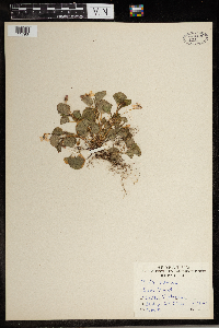 Thumbnail image of current specimen