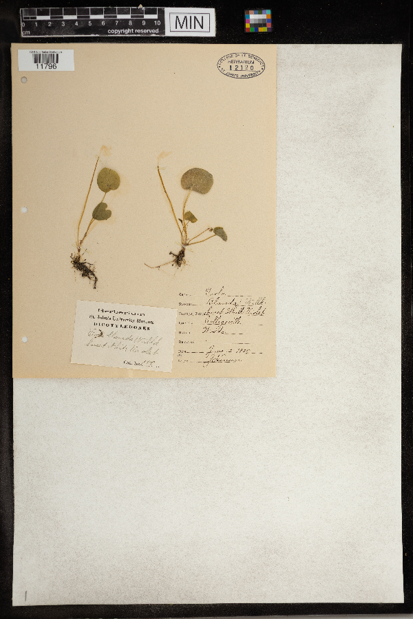 Viola blanda image