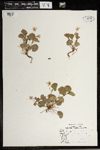 Viola labradorica image