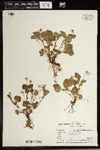 thumbnail image of current specimen