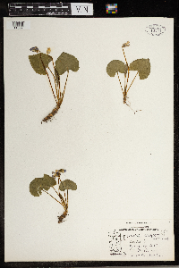 Viola labradorica image