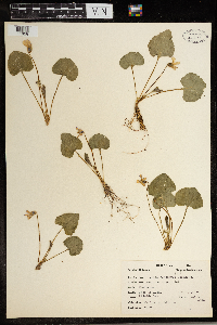 Viola labradorica image