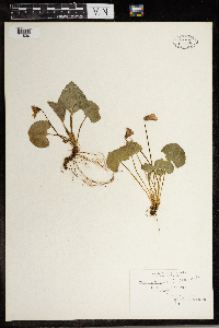 Viola cucullata image
