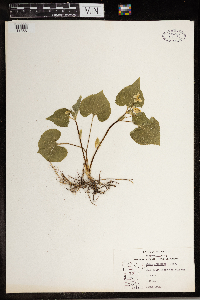 Thumbnail image of current specimen