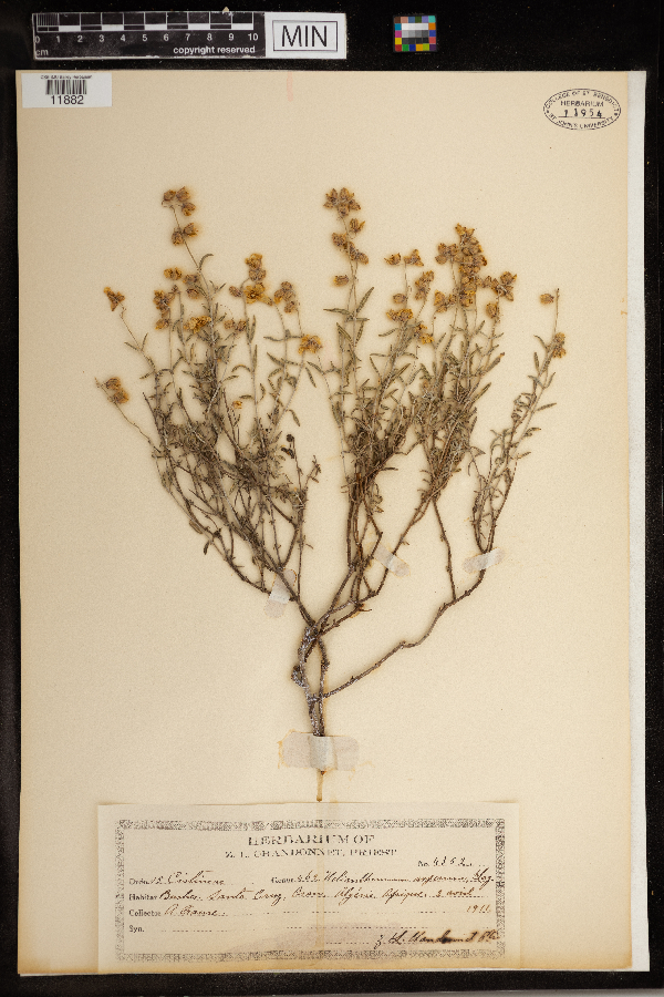 Helianthemum asperum image