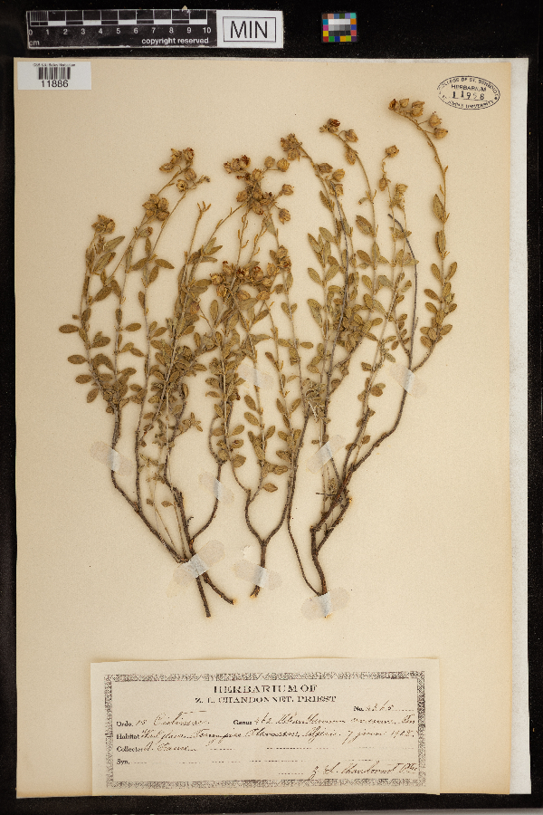 Helianthemum croceum image