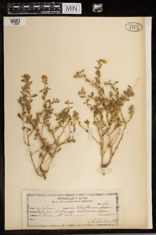 Helianthemum ellipticum image