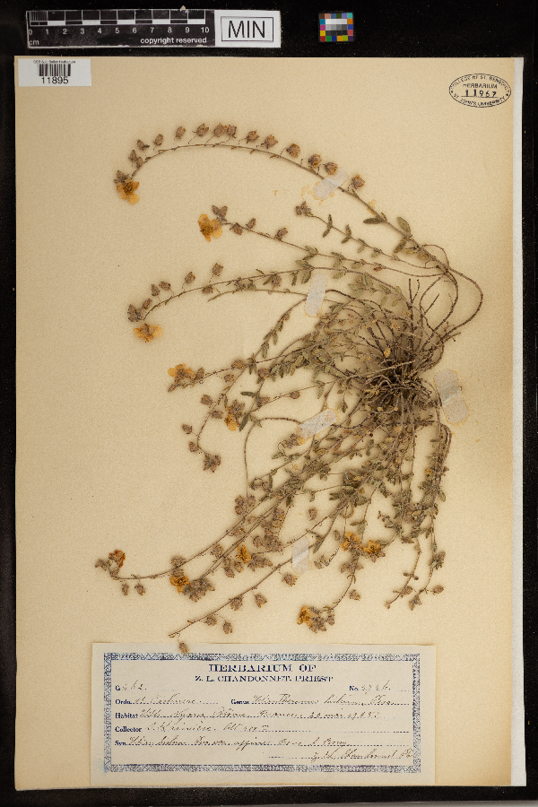 Helianthemum hirtum image