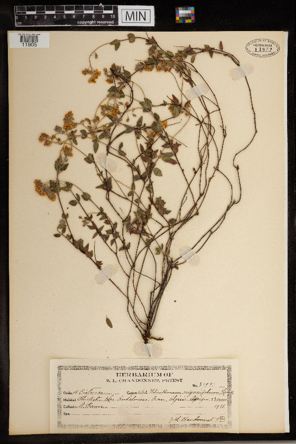 Helianthemum origanifolium image