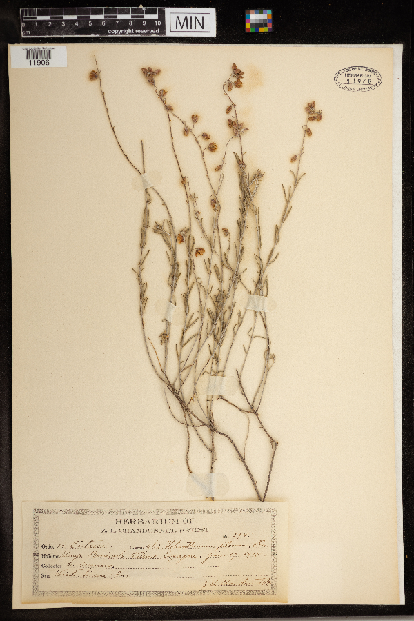 Helianthemum pilosum image