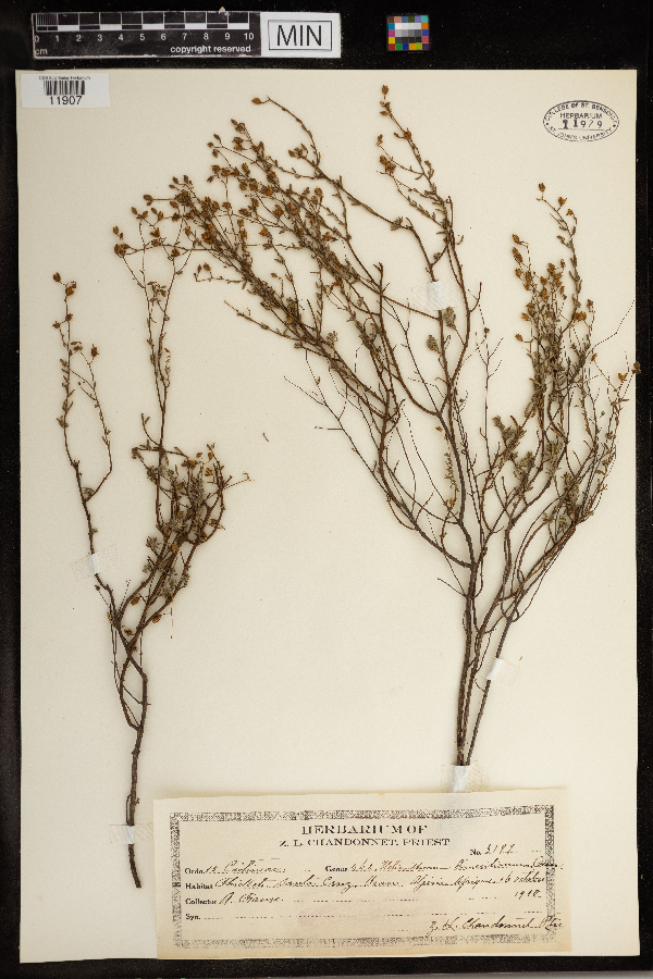 Helianthemum pomeridianum image