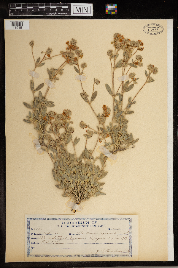 Helianthemum squamatum image