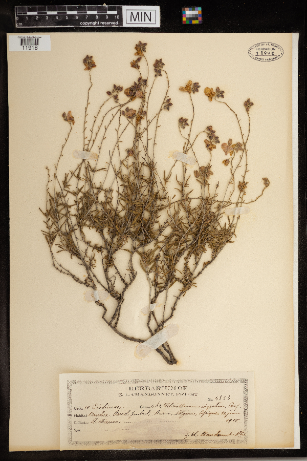 Helianthemum virgatum image